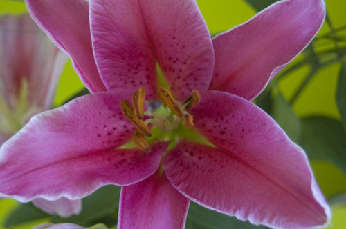Pink Stargazer Lily 1