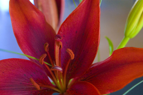 Red Lily 3