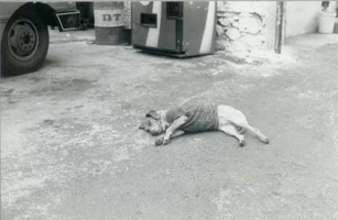 Sleeping Dog, Mexico City 1997